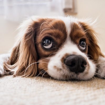 Tips for Selling Your House When You Have Pets